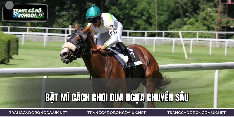 Bật mí cách chơi đua ngựa chuyên sâu